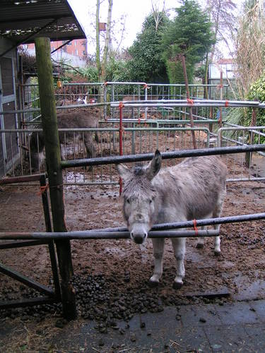 donkey1_2009