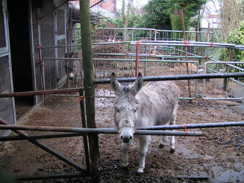 donkey_2009