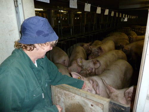 factory_pig_farm