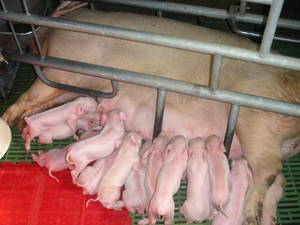 factory_pig_farm1