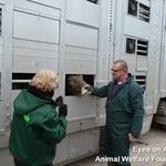 1_inspection_of_EU_animal_trucks_at_Turkish_border_day_1