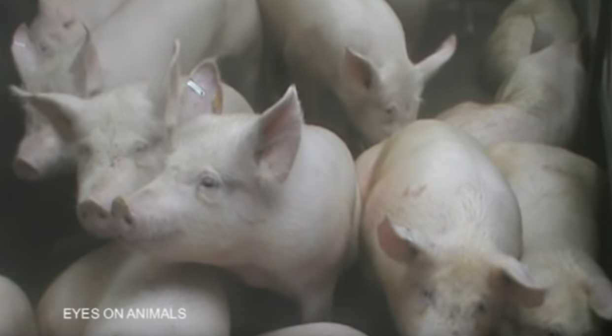 Movie: comparison CO2 and electrical stunning of pigs