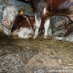 22.06.2012_TR.IB.17_PB8856EH_insufficient_bedding__7