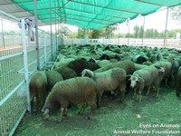 23.06.2012_TR.IB.17_6050EA_sheep_at_Petline__7