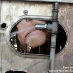 23.06.2012_TR.IB.17_XYJ400_bull_drinking__1