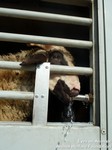 27.06.2012_TR.IB.17_T4866EE_thirsty_sheep_desperate_for_water__18