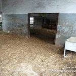 16.08.2012_HU_Global_Horse__2
