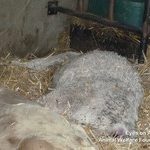 17.08.2012_WL7653A_Animex_at_Vet_Express_magyakcsanad__4