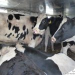 25.10.2012_HU_trailing_Hefter_DE_cattle_to_RO__9