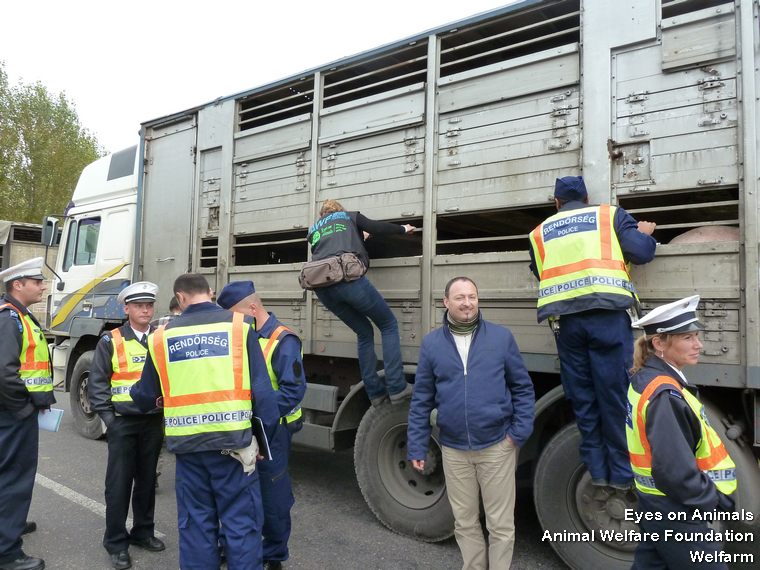 26.10.2012_HU_kiskunfelegyhaza_practical_training_HungaryMeats_abattoir__7