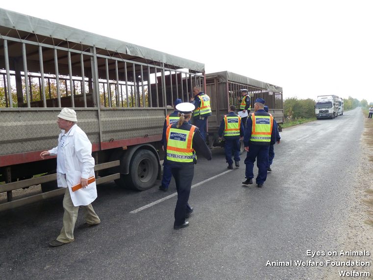 26.10.2012_HU_kiskunfelegyhaza_truck_with_overcrowded_compartment_FYK841__2