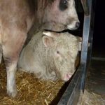 04.12.2012_HU_Vet_Express_CZ_bulls_for_Turkey_on_SK_trucks___9