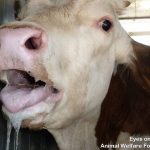 23.06.2012_TR.IB.17__KT860AM_sick_injured_calf__74