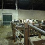 18.02.2013_veemarkt_Bunnik
