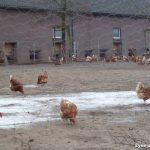 12.02.2013_Bio_egg_farm_Siebengewald_NL_14