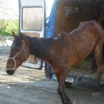 Asinovgrad_market_skinny_horse
