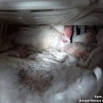 14-15.05.2013_NL_to_PL_trailing_spent_breeding_chickens__22
