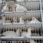 13.06.2013_TR_good_poultry_truck_side__34