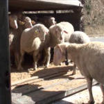 11.06.2013_Tuzla_using_trained_sheep_to_unload.jpg