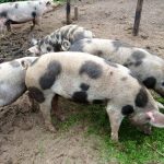 free-range-pigs