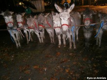 Donkeys at horse market Zuidlaren