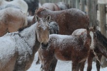 23.10.2012_CH.SG.03_mares and foals in snow_RR 263_CAN (2)-001