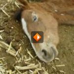 Tros Radar: De waarheid achter paardenvlees in Nederland