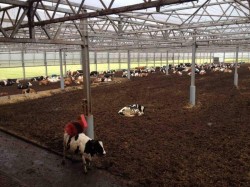 02.06.2014_NL_Moerdijk_compost_robot_calves  (32)