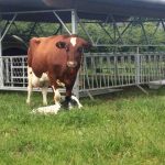 Dairy cow with calf