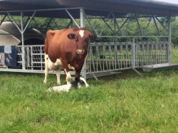 Dairy cow with calf