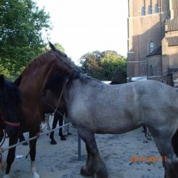 11.08.2014_NL_Bemmel_paardenmarkt (16)