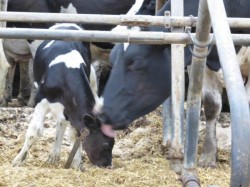 26.08.2014_NL_Cors_farm_Lunteren_calf_with_moms  (12)