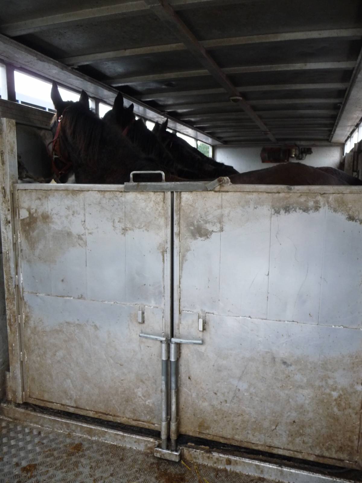 span Berri gebonden Inspectie 'slacht'paardenmarkt in België - Eyes on Animals