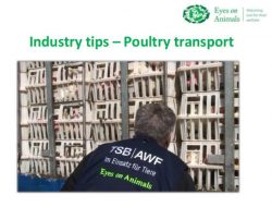 Industy Tips Poultry Transport - Eyes on Animals