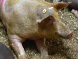 Pig at slaughterhouse