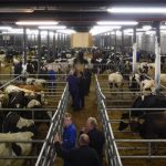 Leeuwarden cattle market
