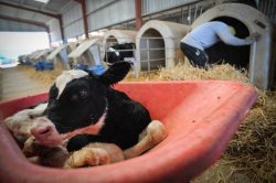 New born calf at dairy farm