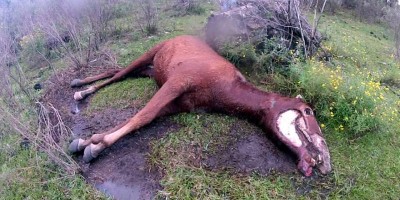 September 2014_Dead mare (2)