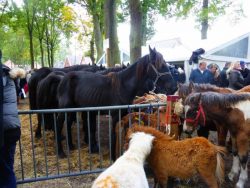 Zuidlarden horse market