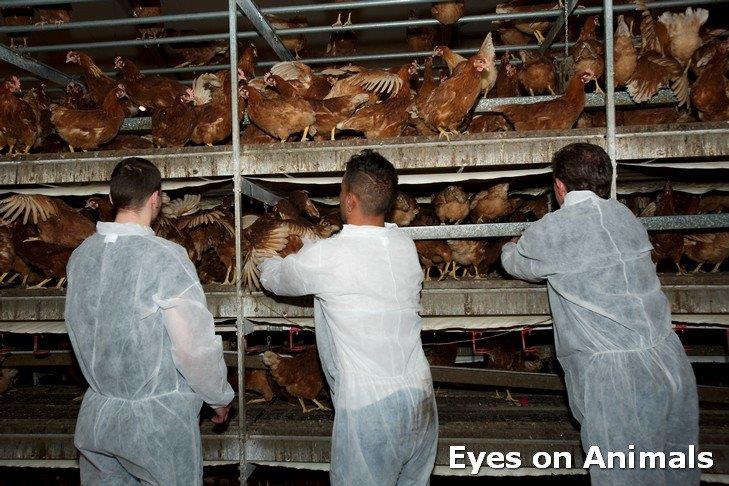 Training course given to Gemril chicken-catchers - Eyes on Animals