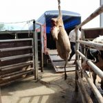 Kuruçay Slaughterhouse in Bolu