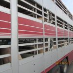Pig truck at Vion Boxtel