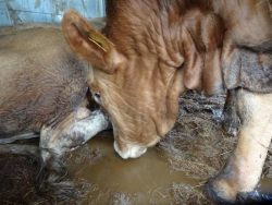 Cattle drinking mud
