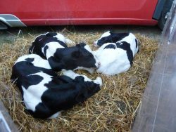 New born calves
