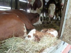 Heifer with new born calf
