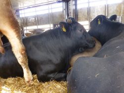 Bulls with enough space to rest and good bedding