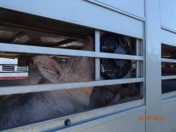 Pig suffering from the heat during transport