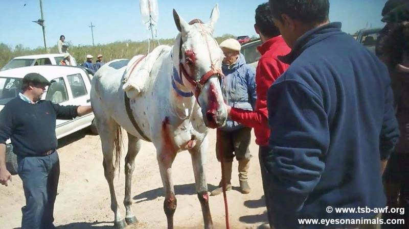 cruel reality behind imported horse meat 1