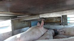 Pig transport - sharp edge on second level