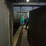 Visit of a slaughterhouse